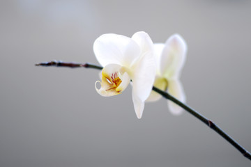 Orchidee doppelbluete