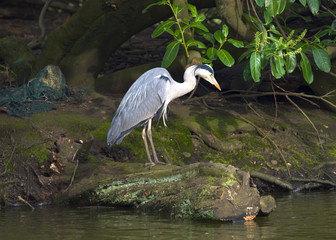 Heron