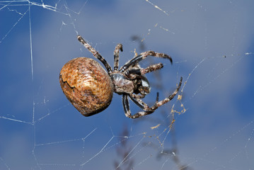 Spider on spider-web 2