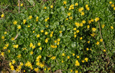 Blühendes Scharbockskraut im Frühling