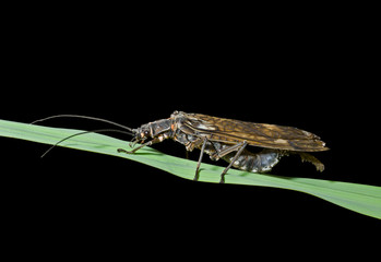 Insect (Plecoptera) 2