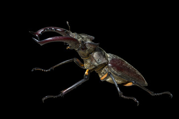 Male of Stag-beetle 6