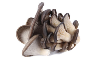 edible fungi mushroom