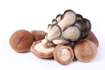 edible fungi mushrooms