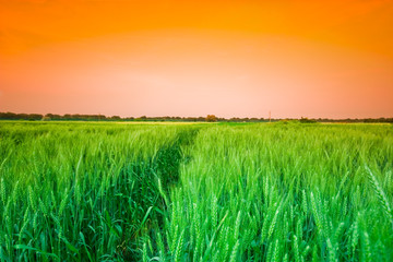 Fototapeta na wymiar Wheat field