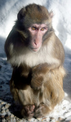 Japanese Macaque/Snow Monkey (Macaca fuscata)