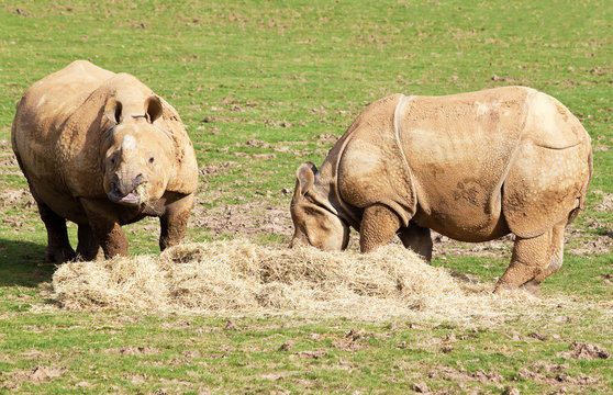 Two nepal rhinos eating in a grass field