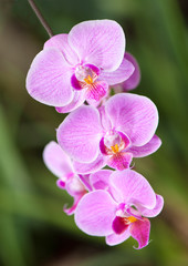 Obraz na płótnie Canvas red orchid