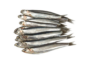 Sardine