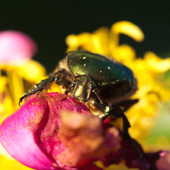 beetle