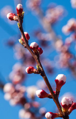 cherry-tree