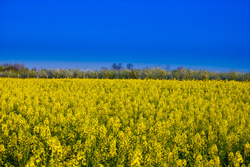 Obraz premium canola field