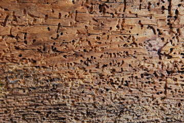 Holzwurm