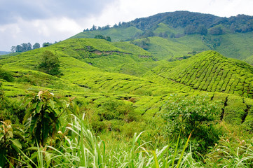 Tea plantation, Cameron Highlands, Malaysia, Asia