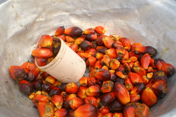 Palmöl