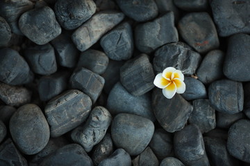 Frangipani on stones