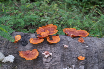 Baumpilz