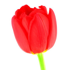 Red tulip isolated on white