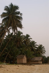 Palmenstrand in Ghana