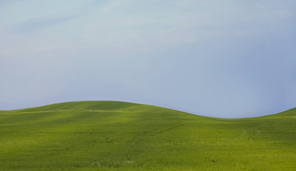 Beautiful field with green grass.