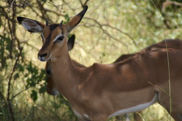 Antilope