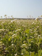 Obraz premium Green grass macro. Countryside wallpaper.