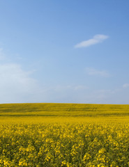 Obraz premium Beautiful field with yellow flowers.