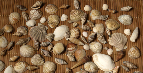 Hintergrund aus Muscheln © Andreas Berheide
