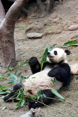 Fototapeta premium giant panda smelling bamboo leaves in Hong Kong Ocean Park