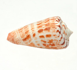 Shell