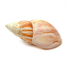 Shell