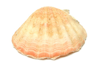 Sea shell