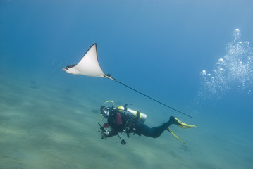 Scuba diver and eagle ray.