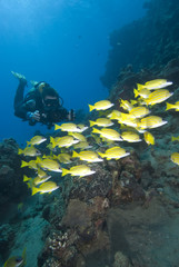 Underwater videographer/camerman