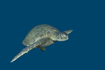 Obraz premium Green sea turtle swimming