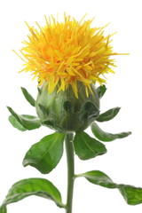 Carthamus tinctorius