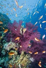 Fototapeta na wymiar Tropikalne ryby i rafa koralowa