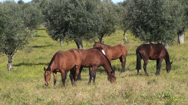 cavalos no olival