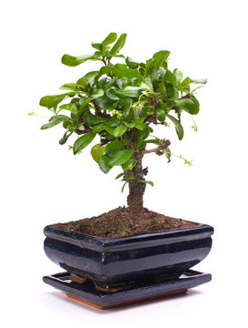 Bonsai-Baum in Topf