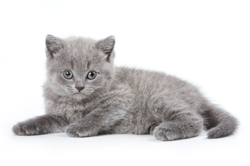 Obraz premium British kitten on white background