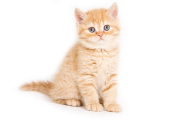 British kitten on white background