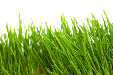 Fototapeta na wymiar grass green