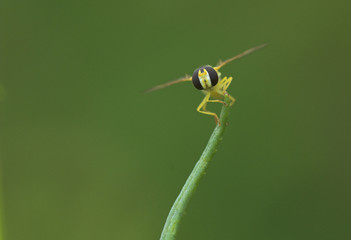 Schwebfliege - hover fly (Syrphiade)