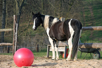 Winnetou mit Ball