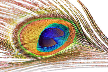 Obraz premium peacock feather