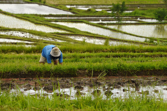 Reisfelder - Bali - Indonesien