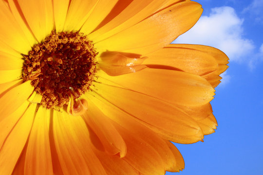 Closeup of a yellow flower