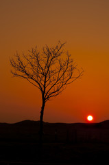 Fototapeta na wymiar tree silhouette against orange sunrise