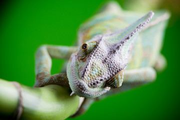 Green chameleon