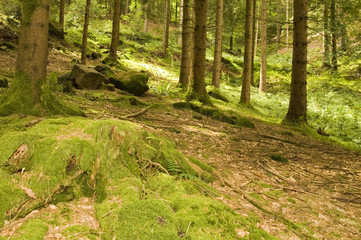 Obraz premium Schwarzwaldtannen